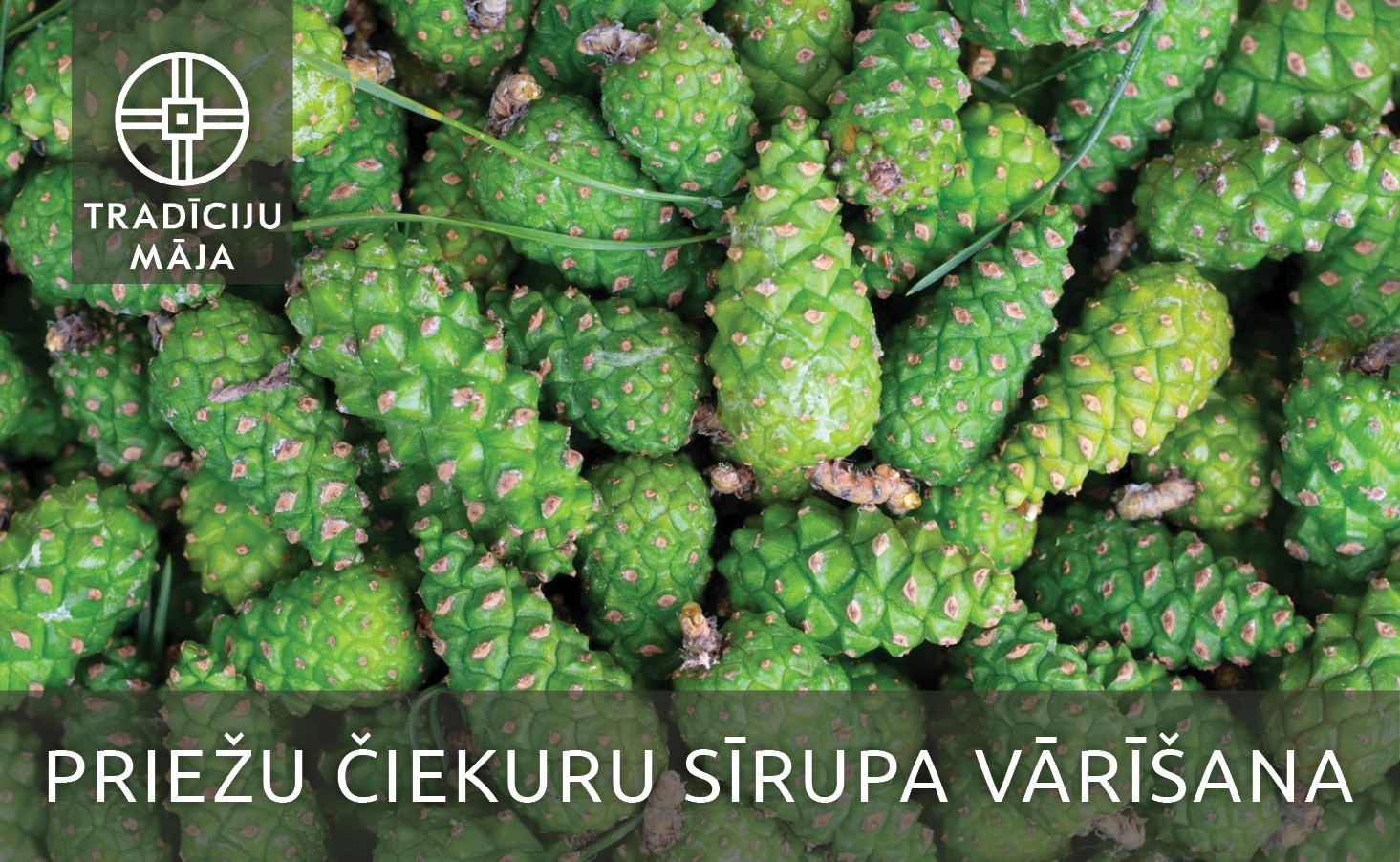 Priežu čiekuru sīrupa vārīšanas meistarklase d