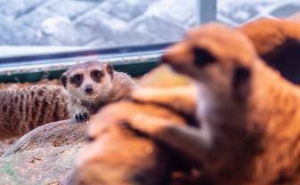 Latgales Zoodārzs uzsāk vērienīgu paplašināšanas projektu