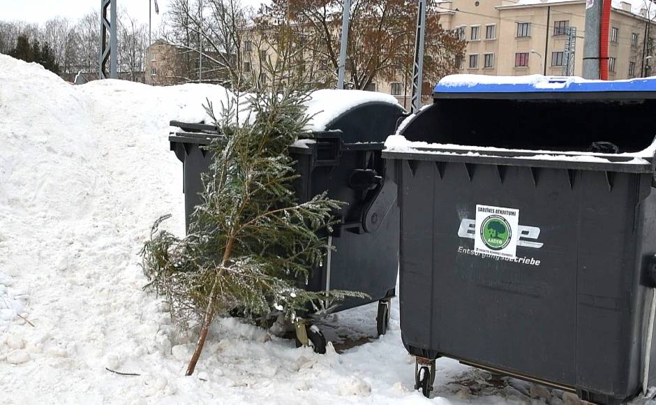 Daugavpiliešu izmestās svētku eglītes izmantos lietderīgi