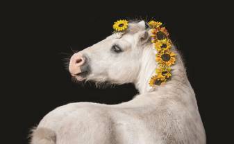 Dusetu mākslas galerija piedāvā izstādi “Zirgi fotogrāfijā”