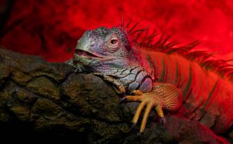 The inhabitants of Latgale Zoo are ready to meet visitors