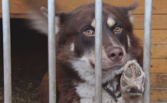 В Даугавпилсском приюте для животных проживает более 100 собак и кошек