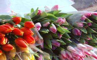7.un 8.martā ziedus varēs iegādāties daudzviet pilsētā