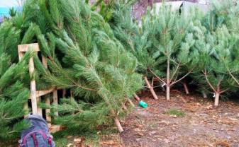 15.decembrī sāks darboties eglīšu tirdziņš Slavas skvērā