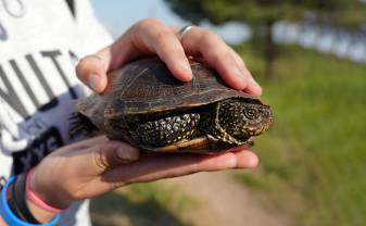 Starptautiskās jauniešu vasaras skolas dalībnieki sastop Purva bruņurupuci