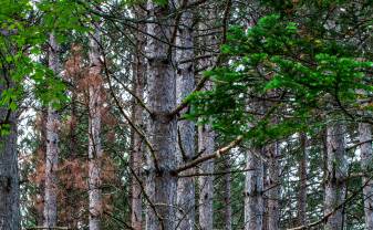 Līdz 1. septembrim mežsaimnieciskās darbības ierobežojumi noteikti visā Latvijas teritorijā