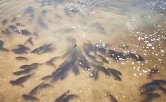 Lielajā Stropu ezerā turpinās zivju resursu pavairošanas programma