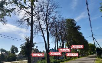 Vandālisma rezultātā Daugavpilī bojāti un iznīcināti pieci koki